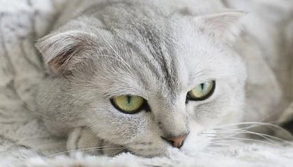 关于51爆料网这事看似平静，实际上难怪评论区吵翻了